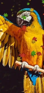 Colorful macaw with autumn leaves background.