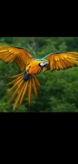 A colorful macaw flying with open wings against a green background.