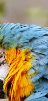 Close-up of a vibrant macaw parrot with blue and gold feathers.