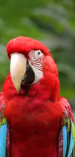 Vibrant red macaw parrot in a lush green setting.