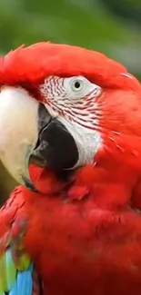 Vibrant red macaw parrot close-up mobile wallpaper.