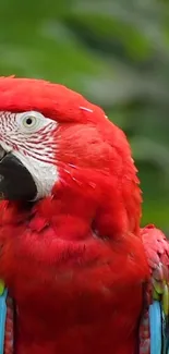 Vibrant red macaw parrot with colorful feathers in natural green background.