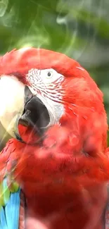 Vibrant red macaw with smoky background.