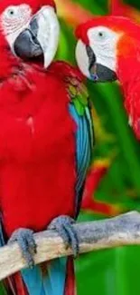 Vibrant macaw parrots perched on a branch with colorful feathers.