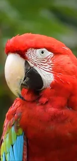 Vibrant red macaw parrot with colorful feathers.