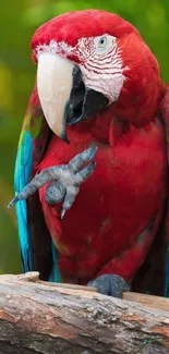 Vibrant red macaw perched with bright blue and green feathers and lush background.