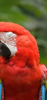 Vibrant red macaw parrot with closed eyes, showcasing colorful feathers.