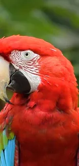 Vibrant red macaw with colorful feathers on a lush green background.