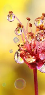 Vibrant macro photo of a flower with water droplets on its petals.