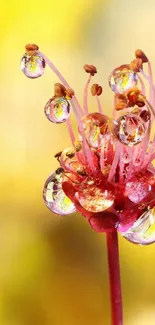 Macro shot of water-dropped flower with yellow background.