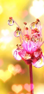 Macro flower with dew droplets on a vibrant yellow background.