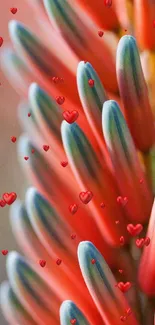 Vibrant macro shot of colorful aloe vera plant petals.