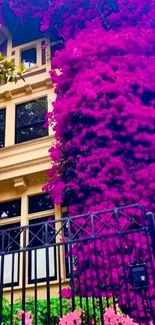 Magenta bougainvillea cascading over house facade.