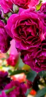 Vibrant magenta roses with green leaves.