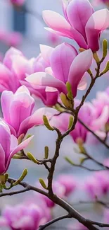 Mobile wallpaper of pink magnolia blossoms on a branch.