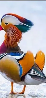 Colorful Mandarin duck standing elegantly on a bright surface.