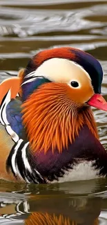 Vibrant Mandarin duck swimming in calm waters.