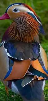 Vibrant Mandarin duck in colorful plumage amid lush green grass.