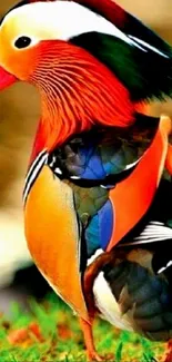 Vibrant mandarin duck standing on grass, displaying colorful feathers.