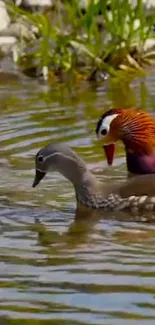 Vibrant mandarin ducks swimming peacefully in a serene pond setting.