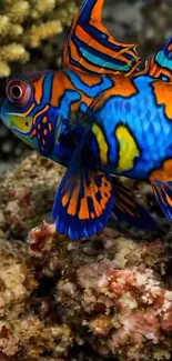 Colorful mandarin fish swimming over coral reef.