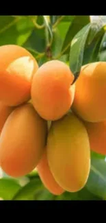 Vibrant cluster of ripe mangoes hanging from a tree.