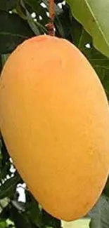 A ripe mango hanging from a tree with lush green leaves.