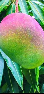 Ripe mango hanging among green leaves.