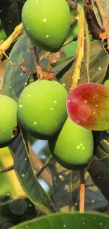 Green and ripe mangoes on a tree branch with lush leaves.