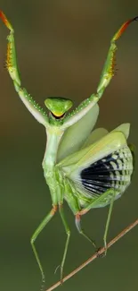 Green praying mantis elegantly perched on a twig against a blurred background.