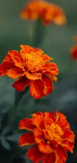 Mobile wallpaper of vibrant orange marigold flowers in a garden setting.