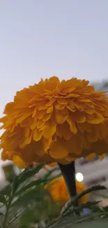 Close-up of a vibrant marigold flower against a clear sky.