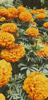 Orange marigolds in a lush garden setting.