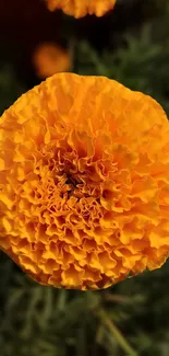 Close-up of vibrant orange marigold flower.