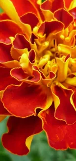 Vibrant red and yellow marigold flower in close-up view.