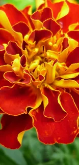 Vibrant orange marigold flower against green foliage.