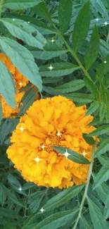 Vibrant marigold flower amid lush green leaves.