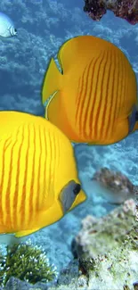 Yellow butterflyfish swimming in coral reef.