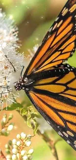 Monarch butterfly on white flowers mobile wallpaper.