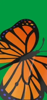 Vibrant monarch butterfly on green background.