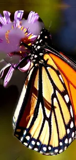 Close-up of a monarch butterfly on a purple flower in vibrant colors.