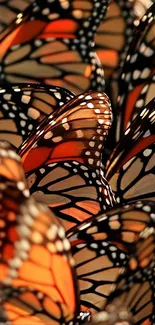 Cluster of vibrant Monarch butterflies with patterned wings.