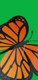 Vibrant orange monarch butterfly on green background.