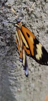 Vibrant Monarch butterfly on a textured surface.