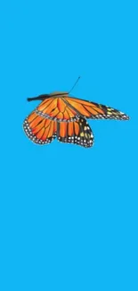 Monarch butterfly on a bright blue background wallpaper.