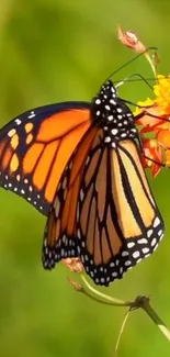 Vibrant monarch butterfly on orange flowers.