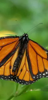 Monarch butterfly with vibrant orange wings on a green background.