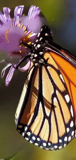 Monarch butterfly perched on a purple flower, showcasing vibrant colors.