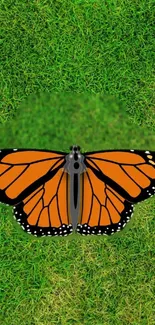 Monarch butterfly on lush green grass wallpaper.