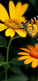 Monarch butterfly on vibrant marigold flower wallpaper.